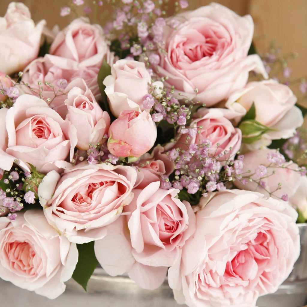 Parfuma Parfuma Bliss Floribunda Rose | Pink Rose Bush – Heirloom