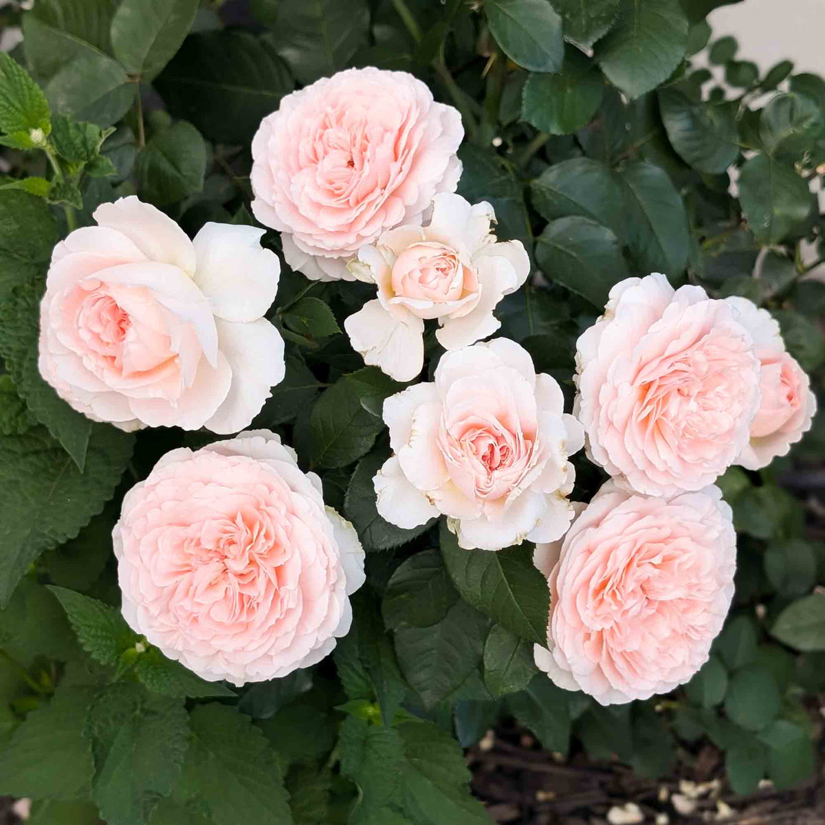 Parfuma Bliss Floribunda Rose | Pink Rose Bush – Heirloom