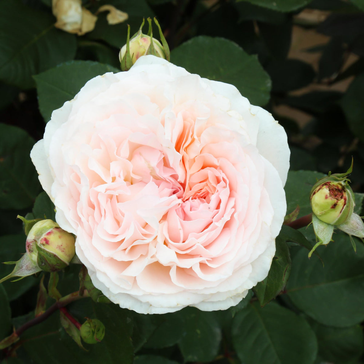 Parfuma Parfuma Bliss Floribunda Rose | Pink Rose Bush – Heirloom