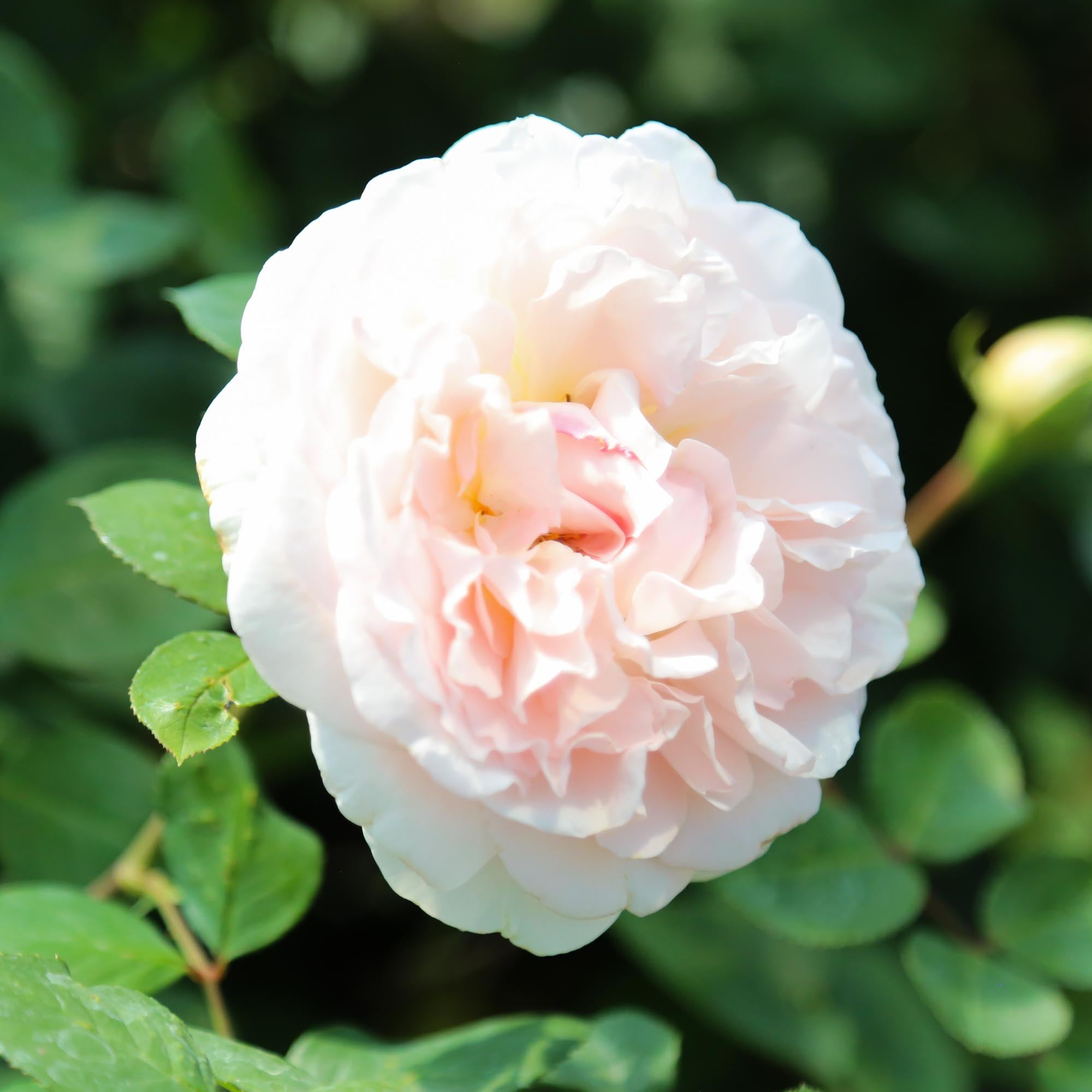 Parfuma® Bliss