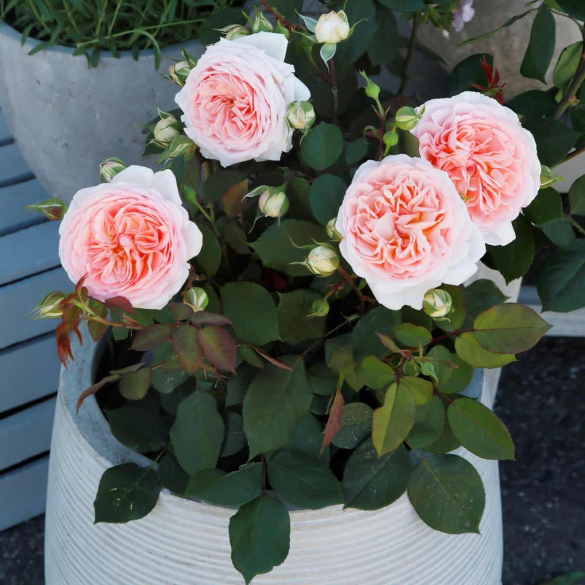 Parfuma Bliss Floribunda Rose | Pink Rose Bush – Heirloom