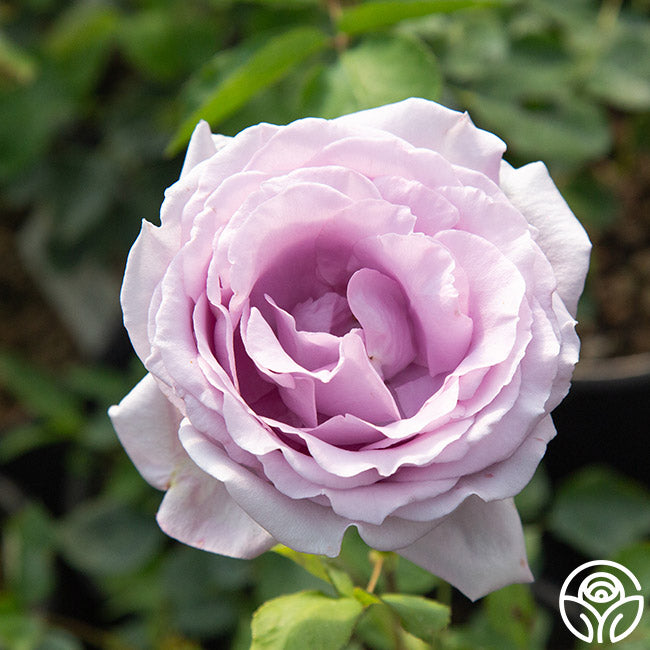 Blue Girl Hybrid Tea Rose | Purple Rose Bush – Heirloom