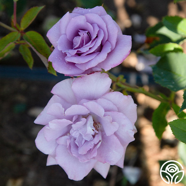 Blue Skies Hardy Rose | Purple Rose Bush – Heirloom