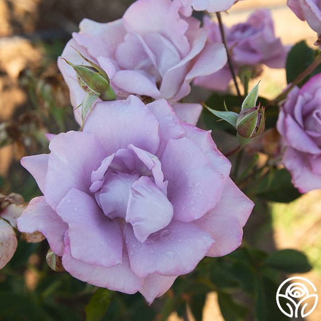 Blue Skies Rose - Hardy - Lightly Fragrant – Heirloom Roses