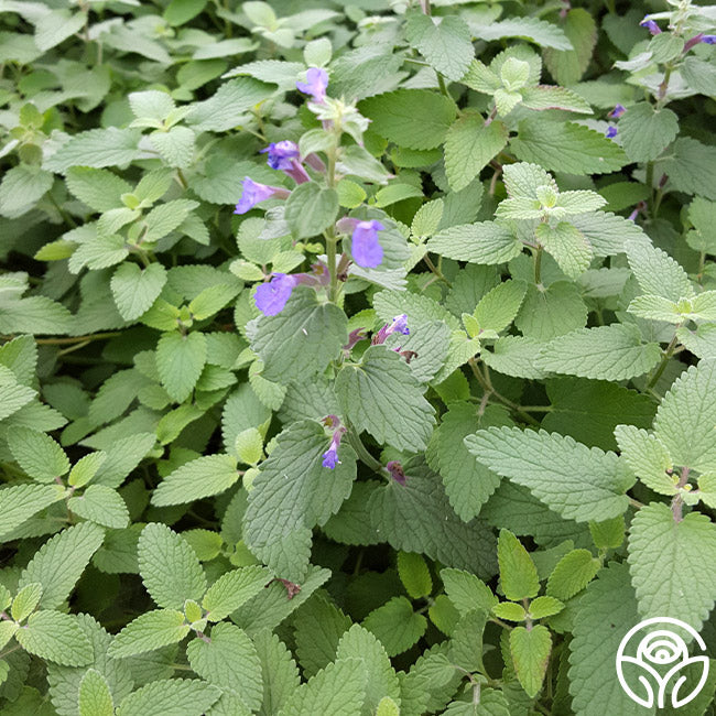 Blue Wonder Dwarf Catmint