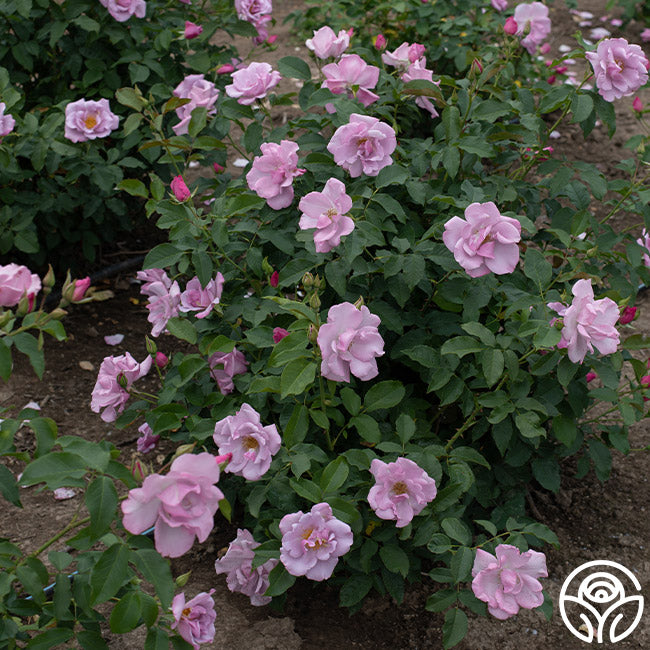 Bluberry Roses Blueberry Hill Rose - Shrub - Lightly Fragrant – Heirloom Roses