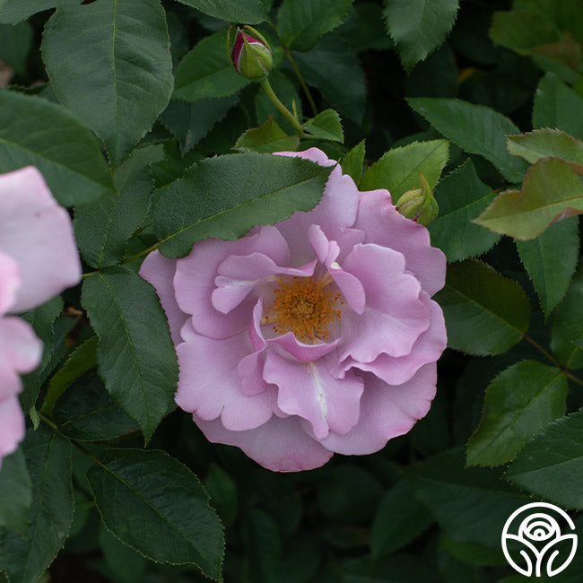 Bluberry Roses Blueberry Hill Rose - Shrub - Lightly Fragrant – Heirloom Roses