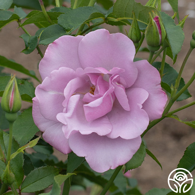 Blue Rim Rd Rose Blueberry Hill Shrub Rose | Purple Rose Plant – Heirloom