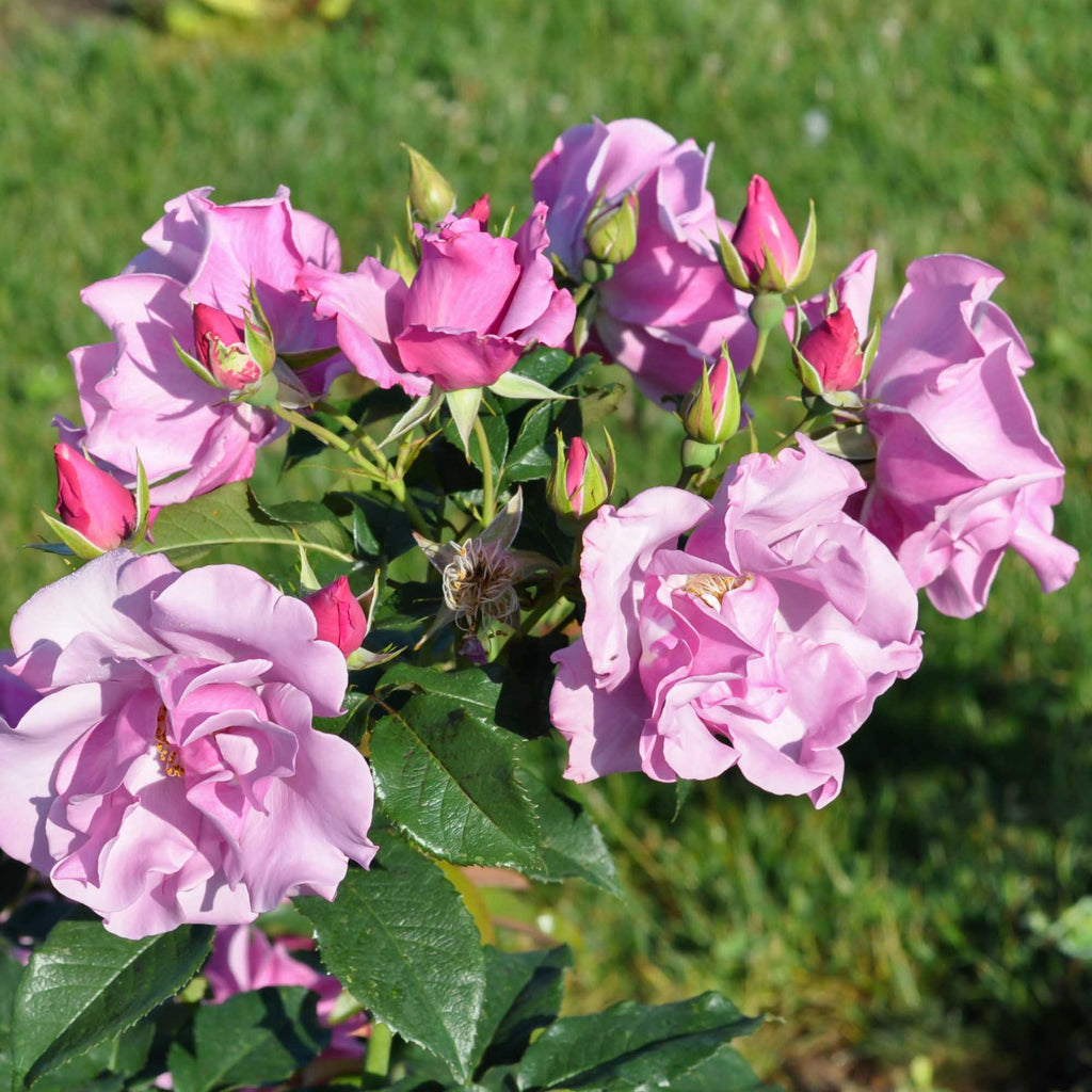 Bluberry Roses Blueberry Hill Shrub Rose | Purple Rose Plant – Heirloom