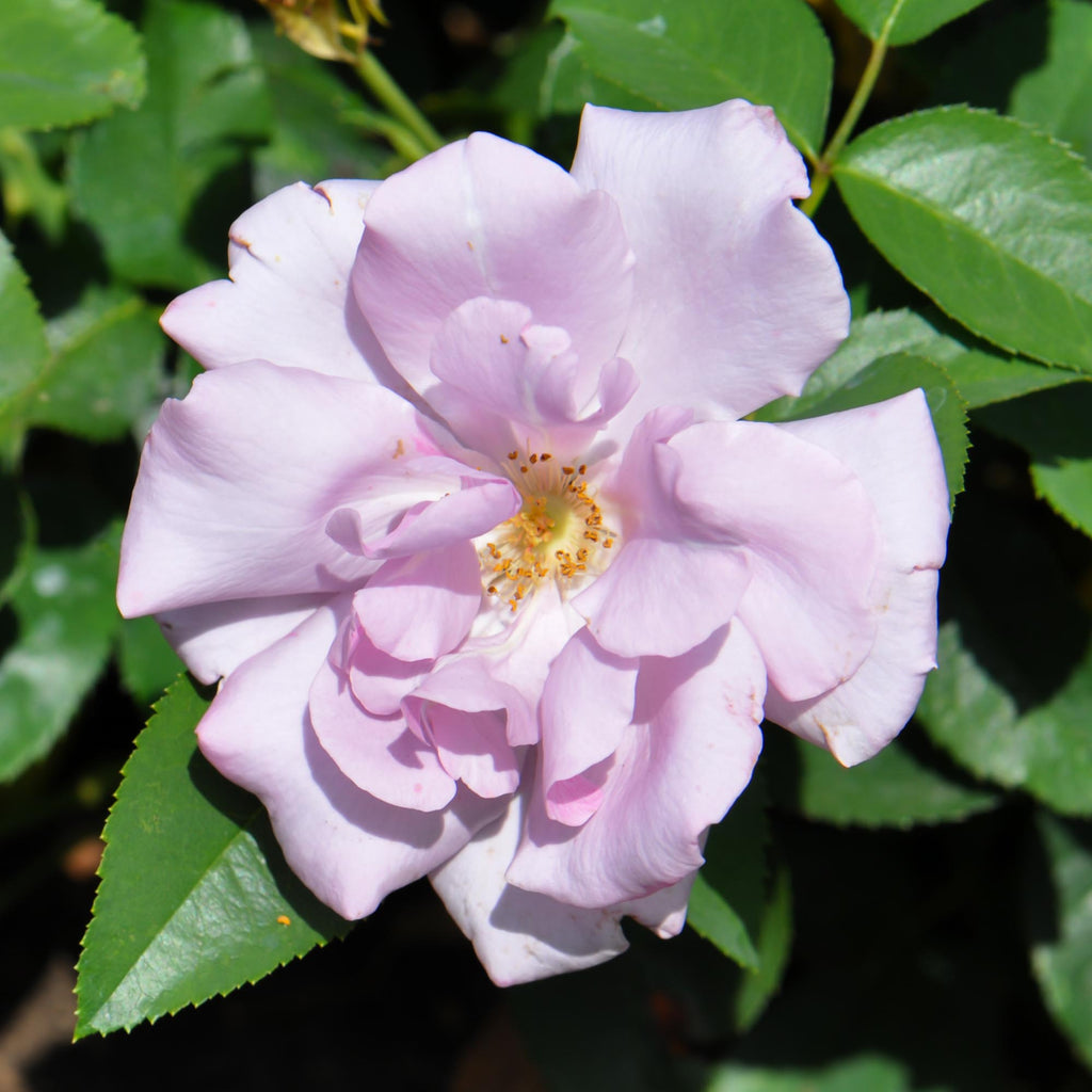 Bluberry Roses Blueberry Hill Shrub Rose | Purple Rose Plant – Heirloom