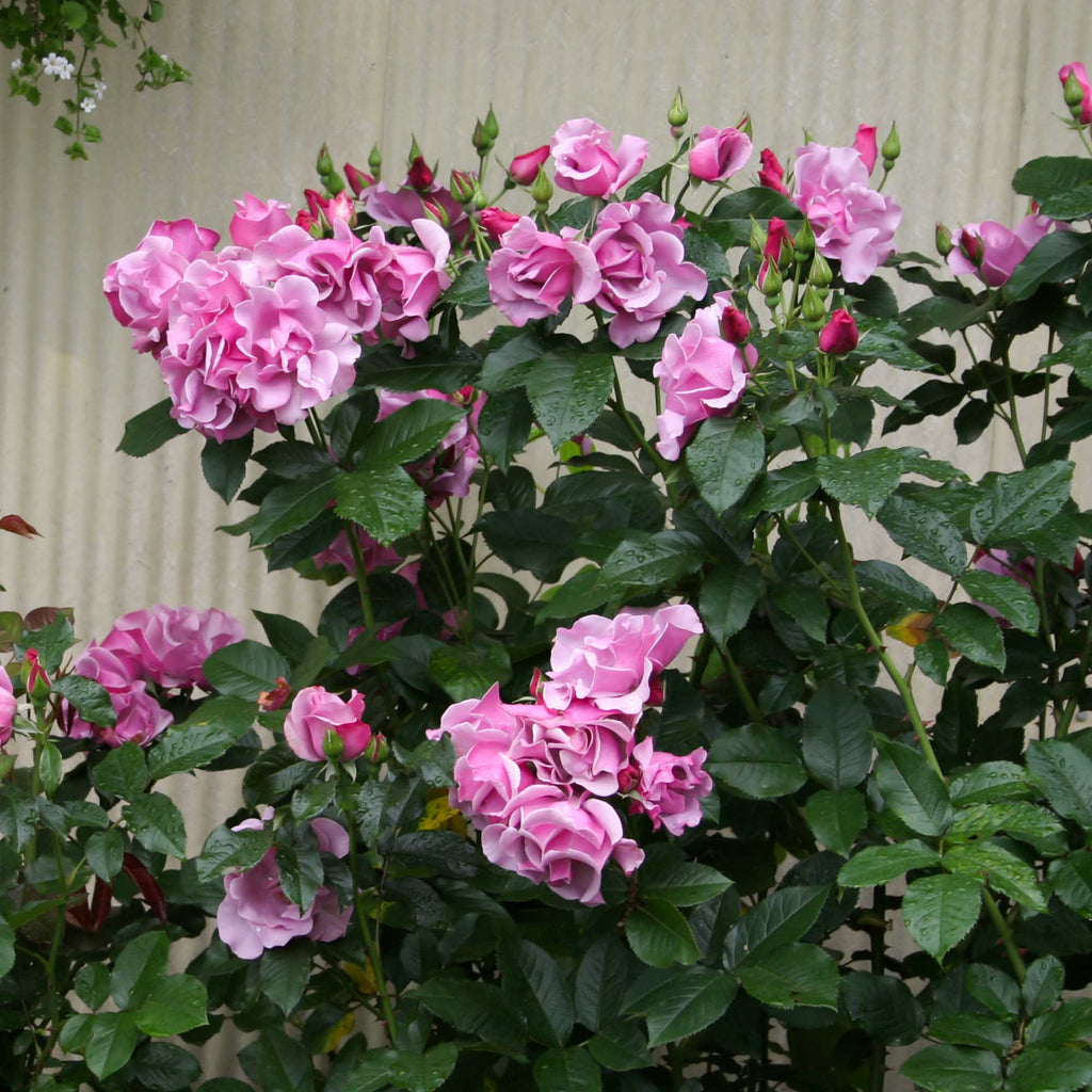 Bluberry Roses Blueberry Hill Shrub Rose | Purple Rose Plant – Heirloom