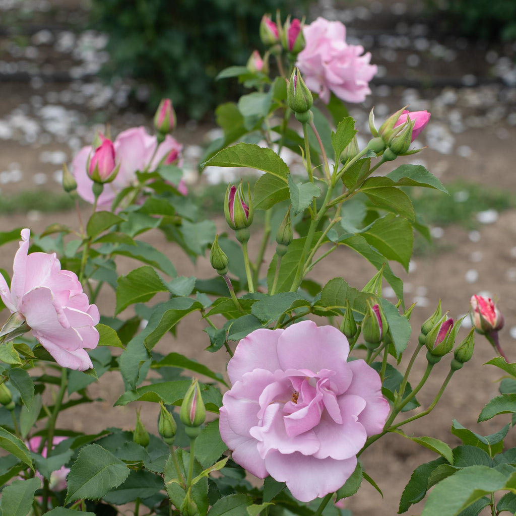 Bluberry Roses Blueberry Hill Shrub Rose | Purple Rose Plant – Heirloom