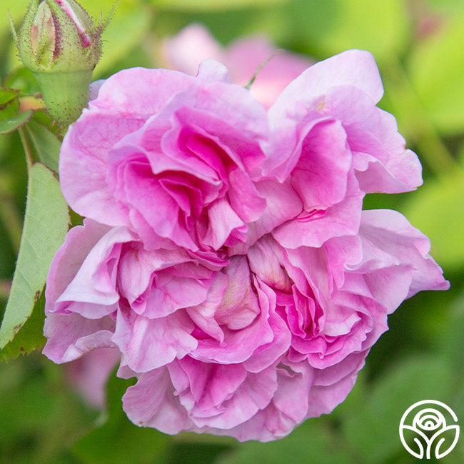 Alba Rose Collection – Heirloom