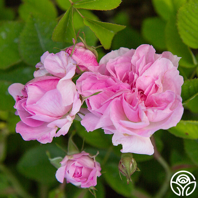 Alba Rose Collection – Heirloom