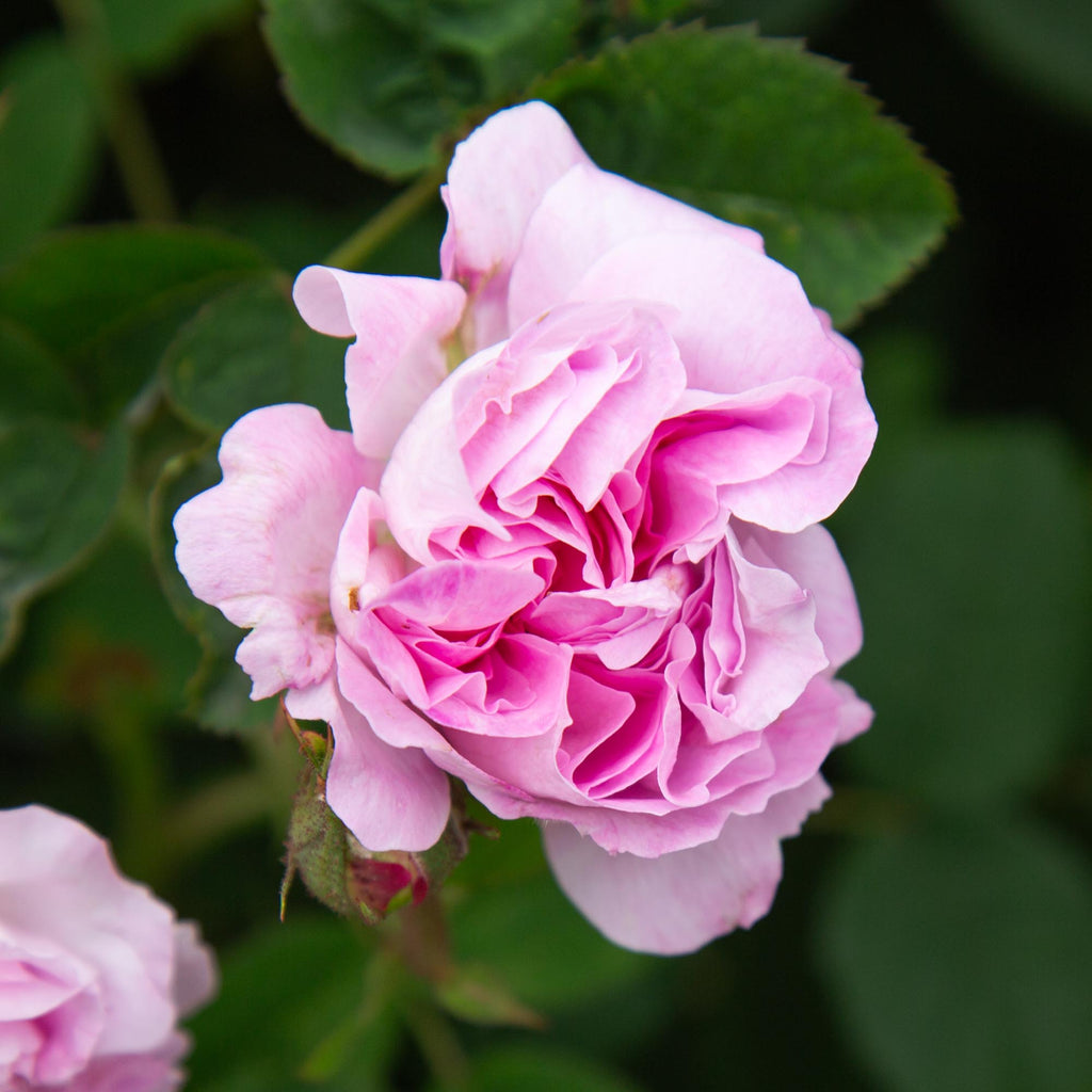 Blush Damask