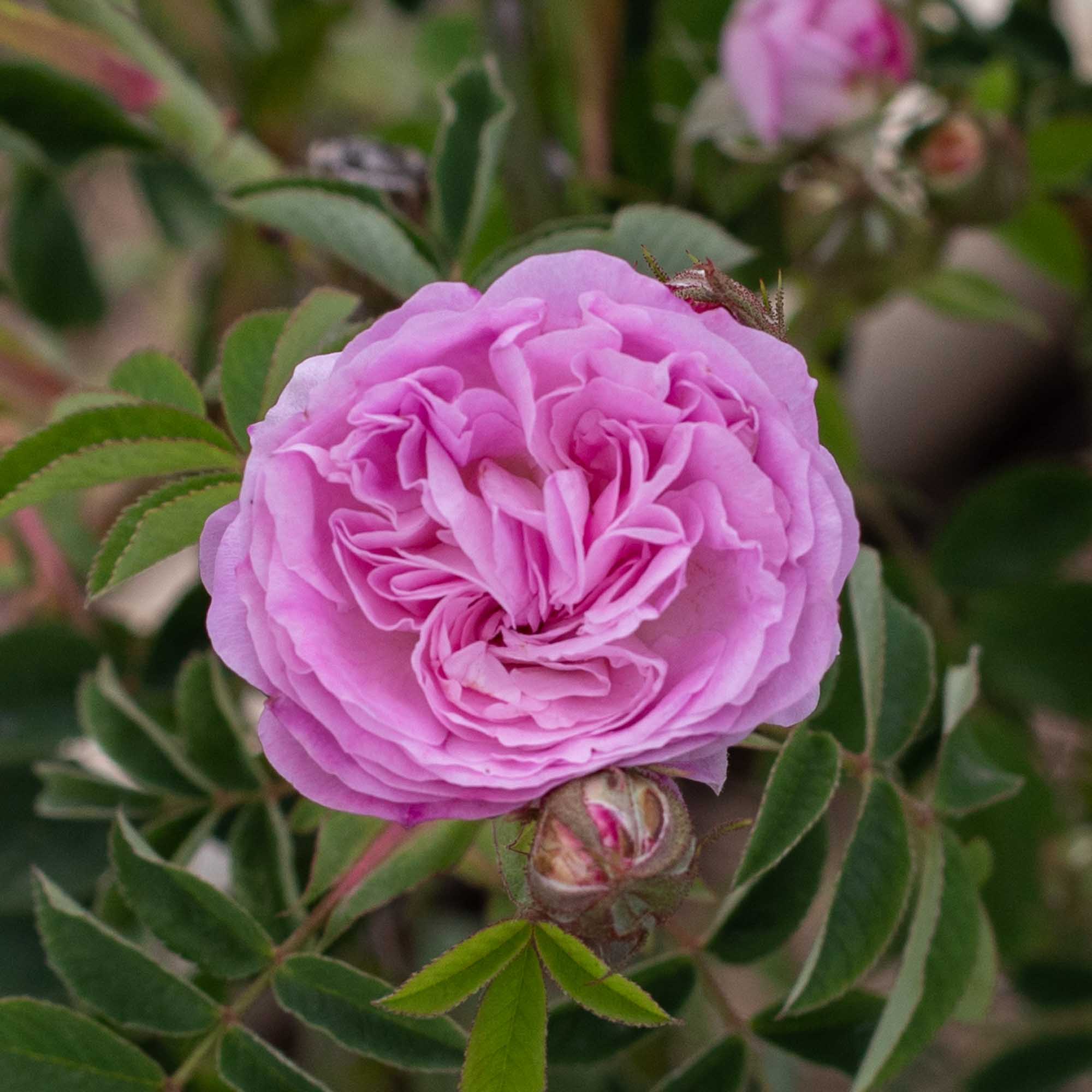 Blush Damask