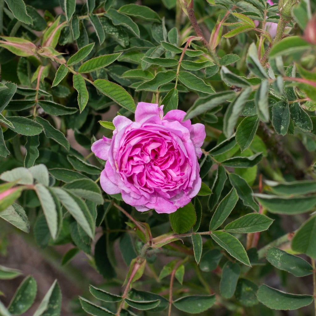 Blush Damask