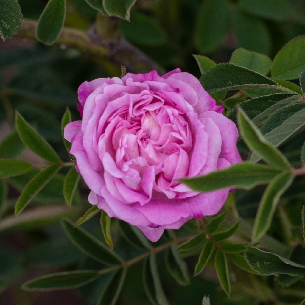 Blush Damask