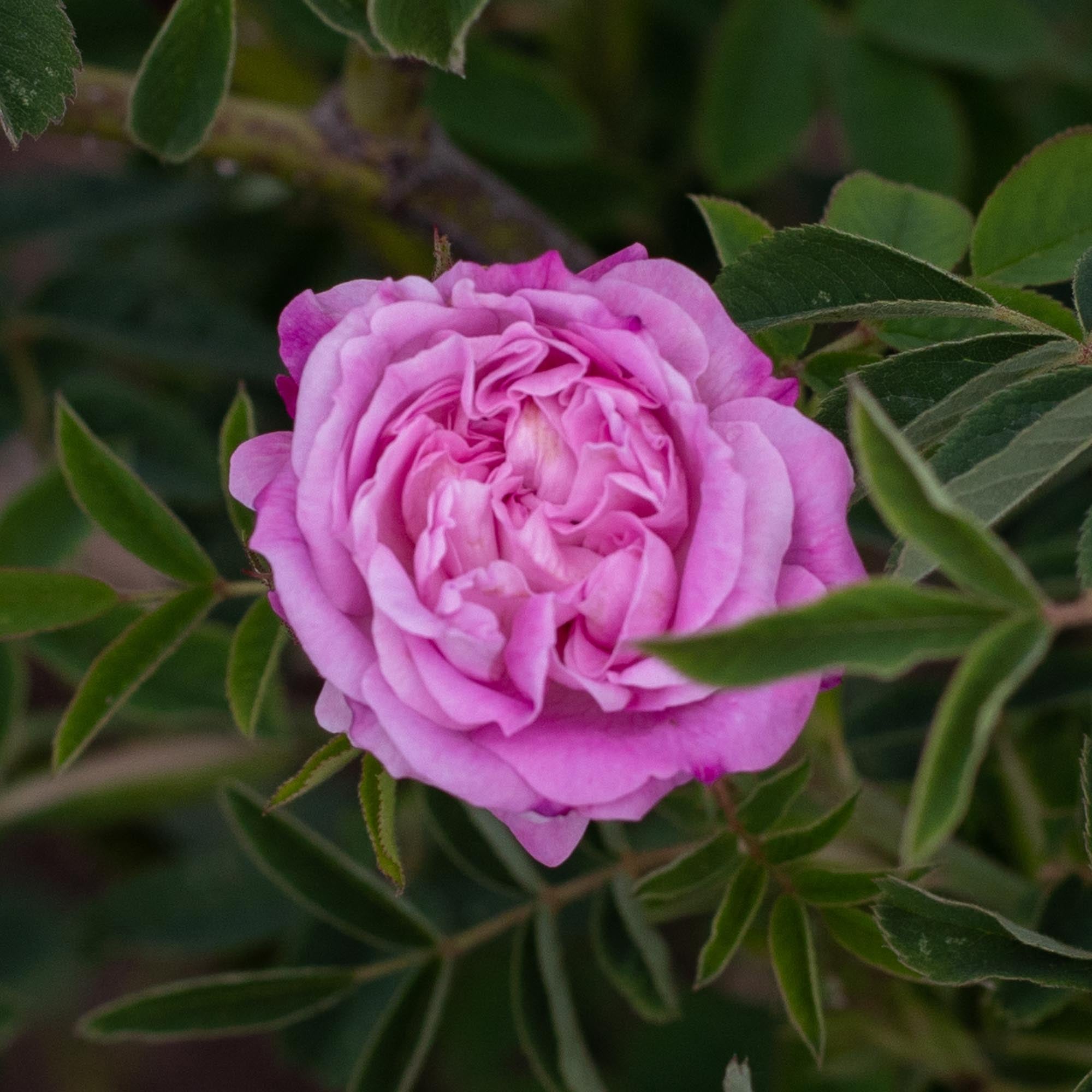 Blush Damask