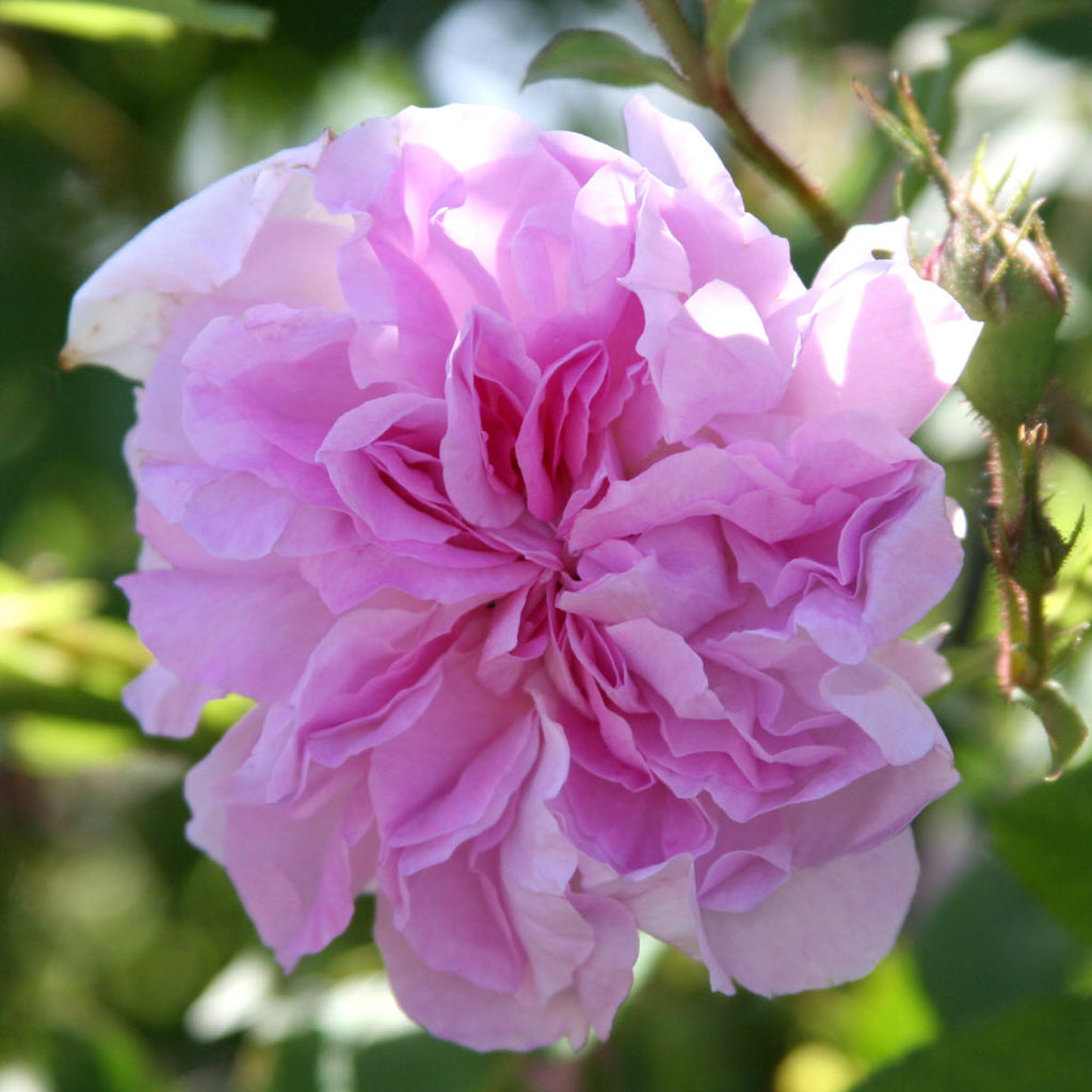 Blush Damask