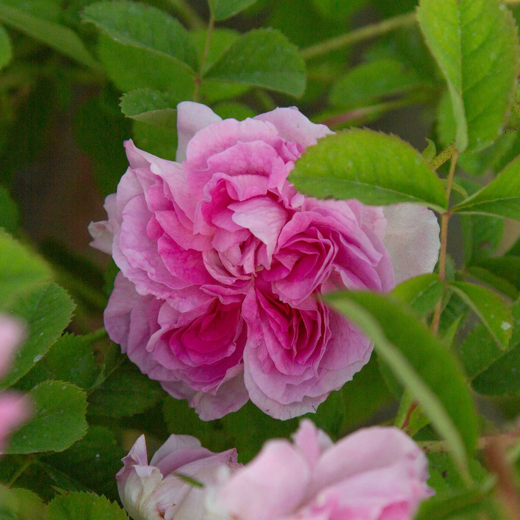 Blush Hip