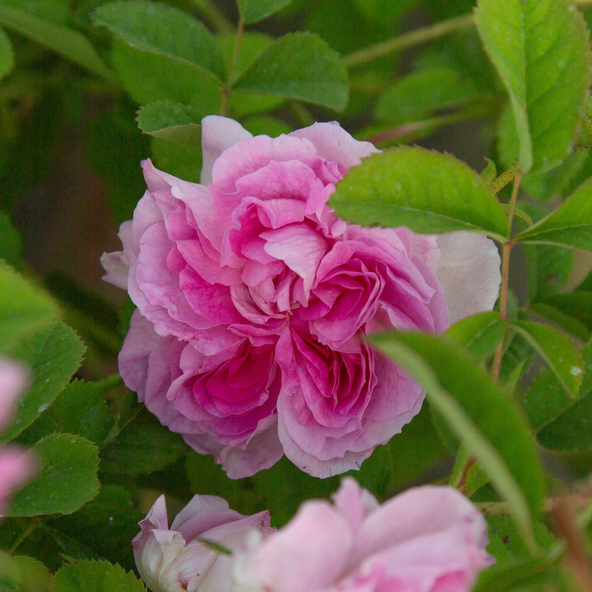 Blush Hip