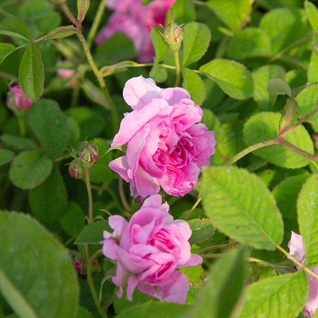 Blush Hip
