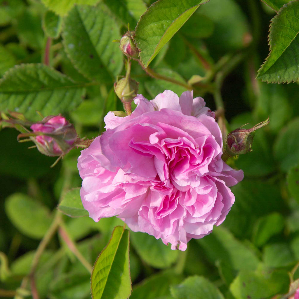 Blush Hip
