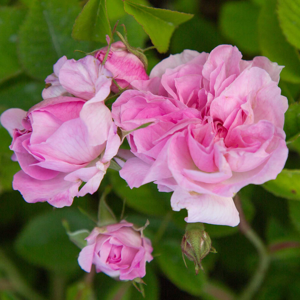 Blush Hip
