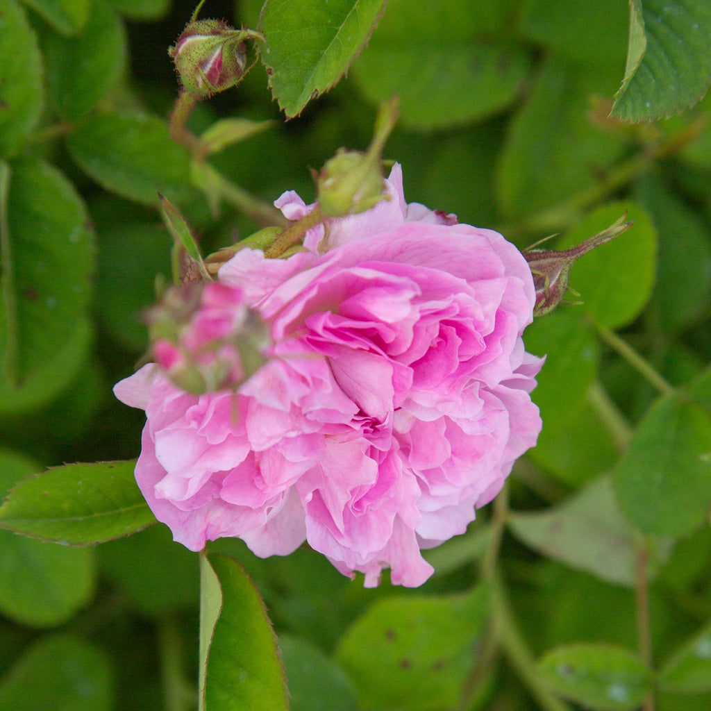 Blush Hip