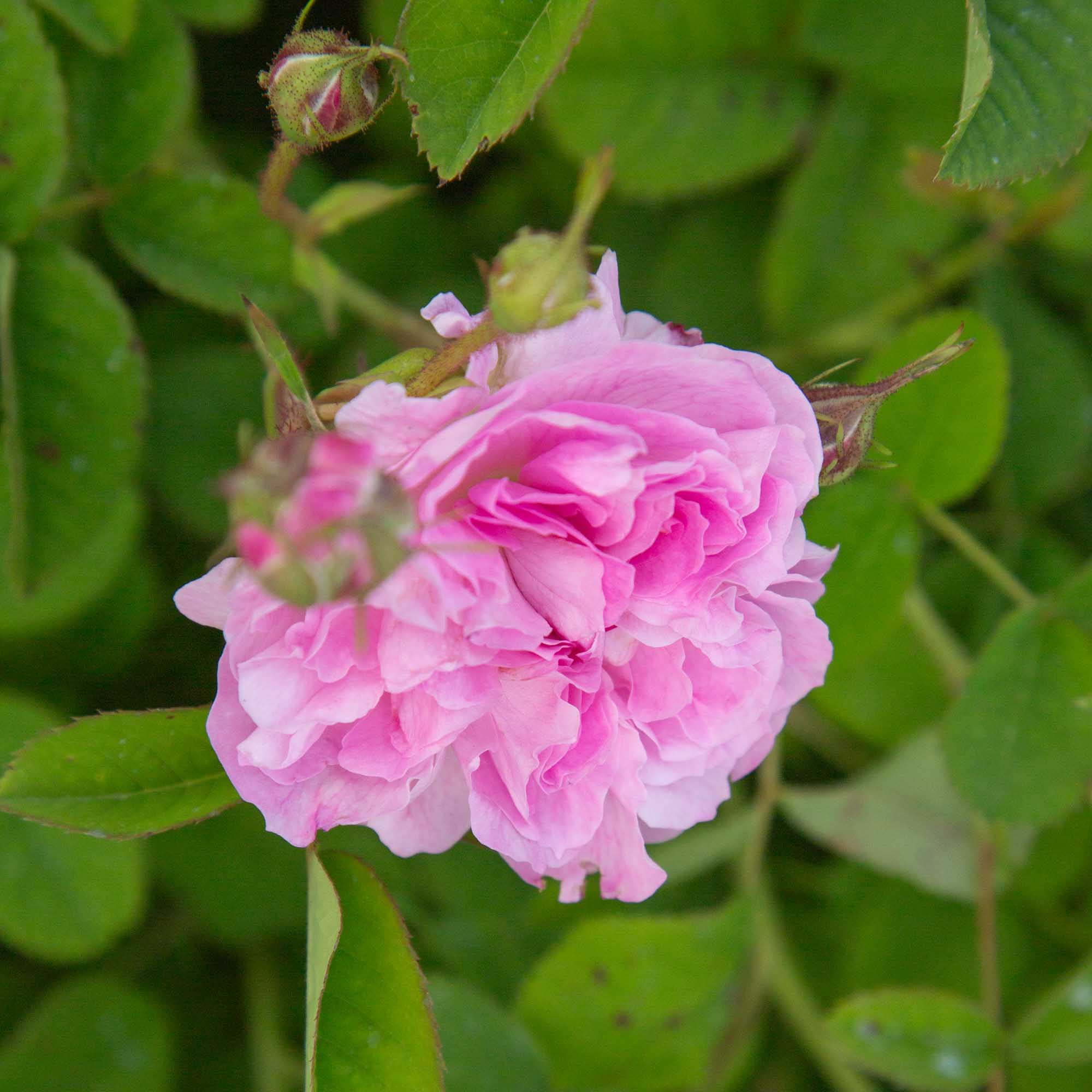 Blush Hip