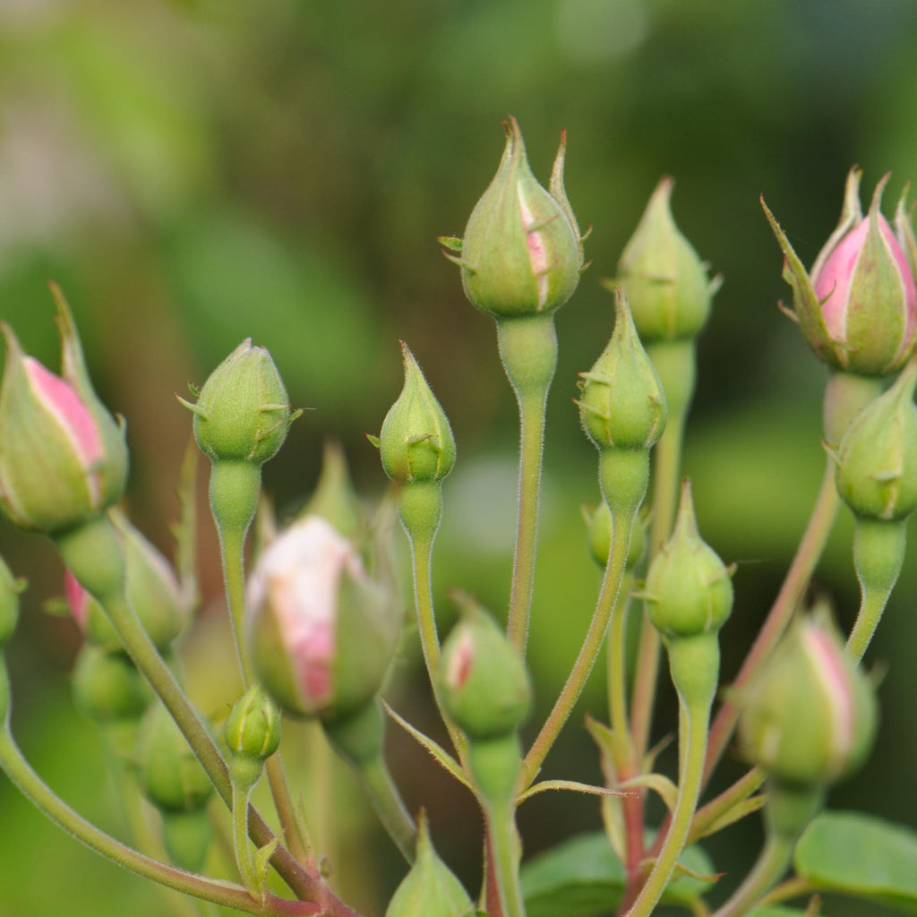 Blush Noisette