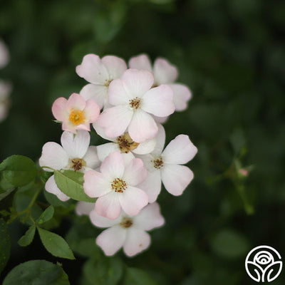 Blushing Dogwood