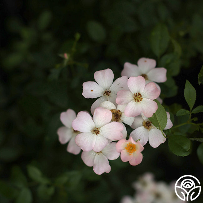 Blushing Dogwood