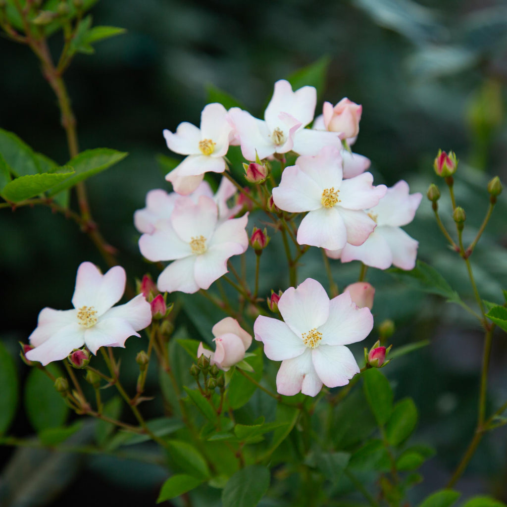 Blushing Dogwood™