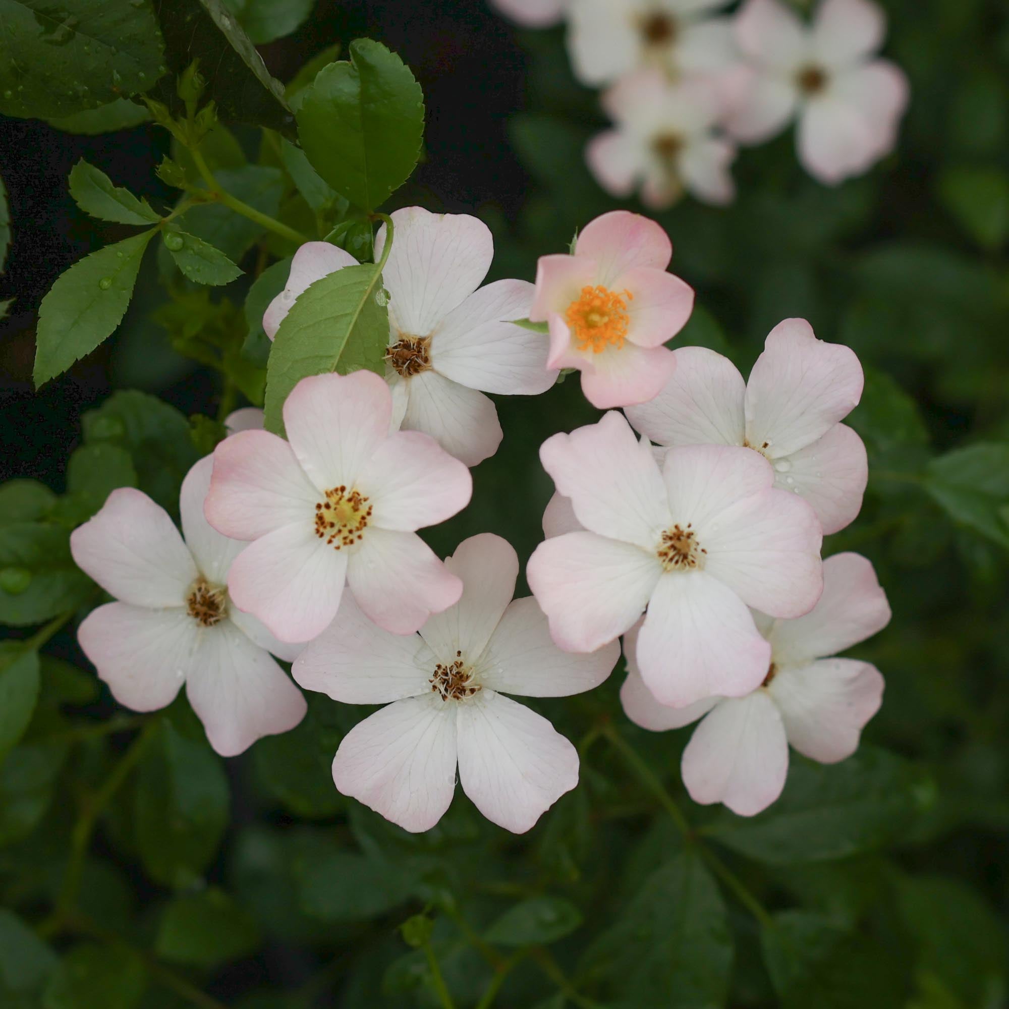 Blushing Dogwood™
