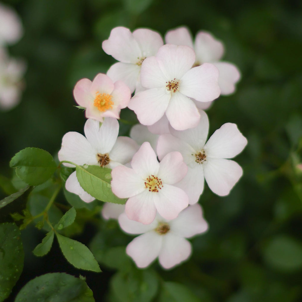 Blushing Dogwood™