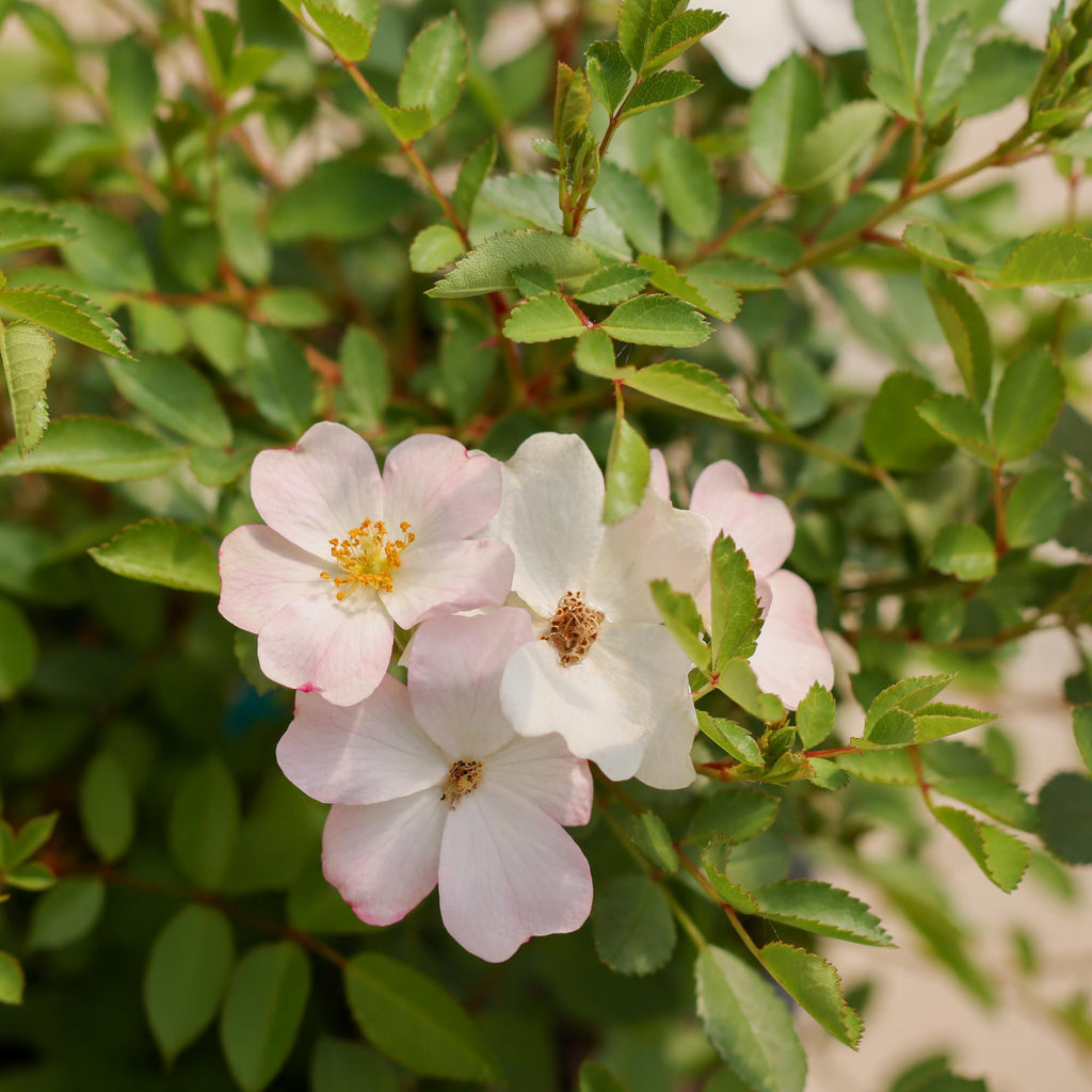 Blushing Dogwood™