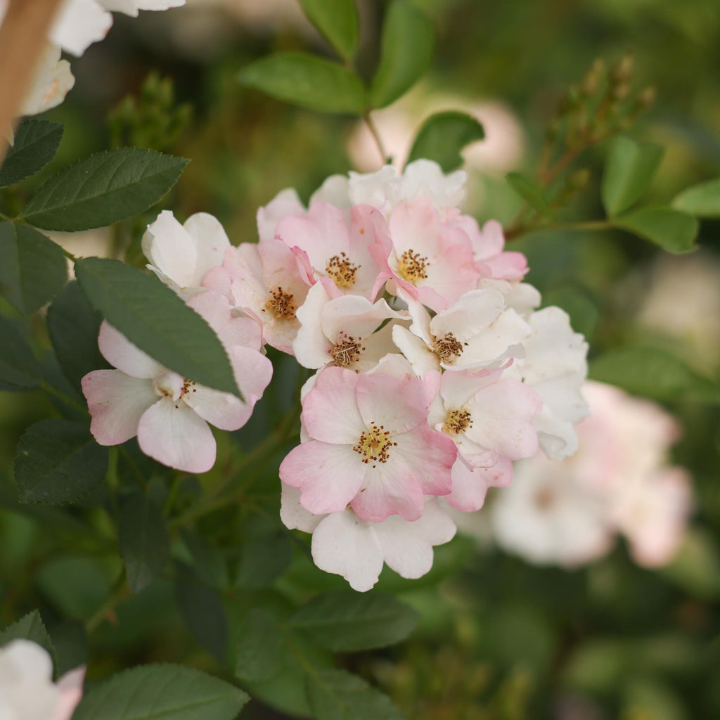 Blushing Dogwood™
