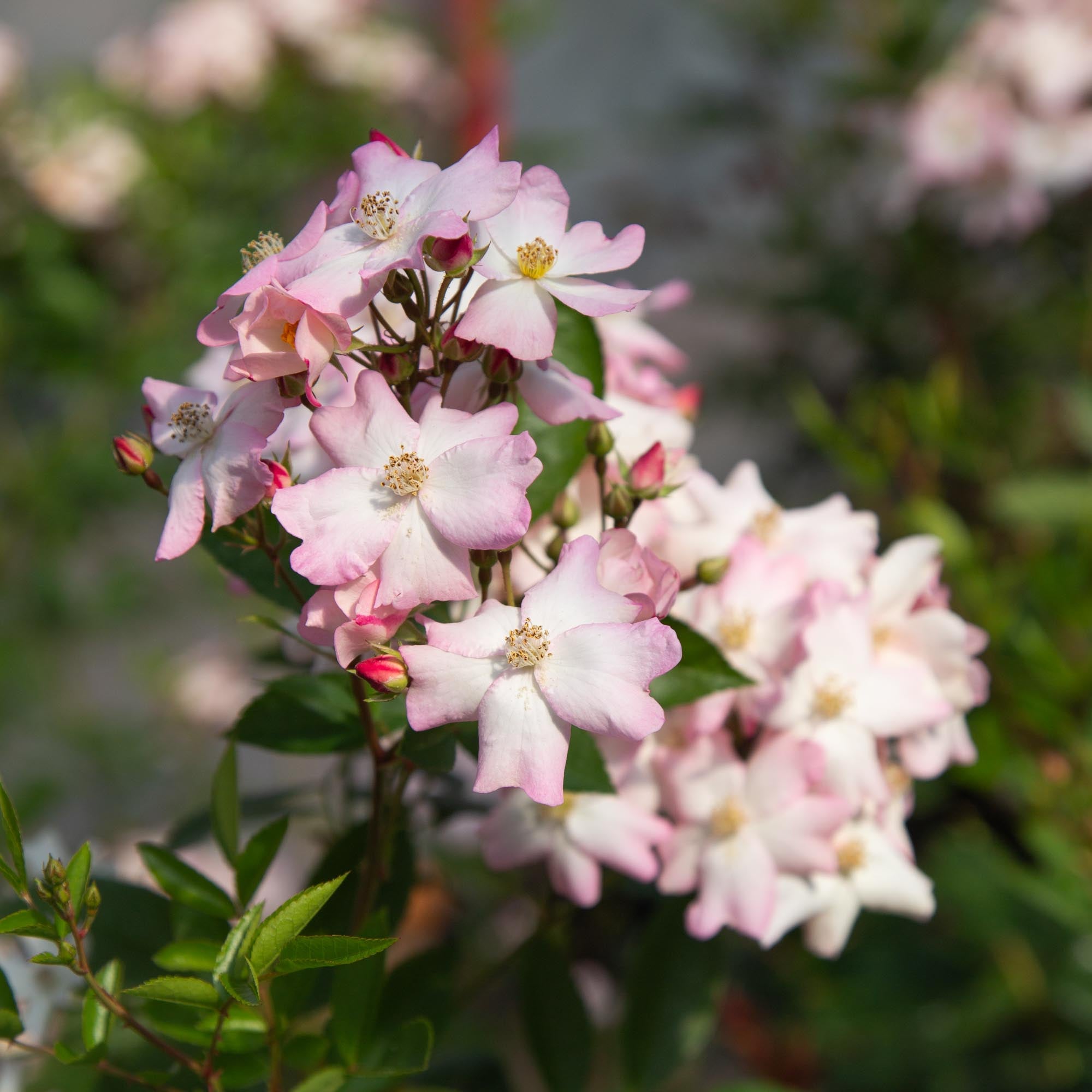 Blushing Dogwood™