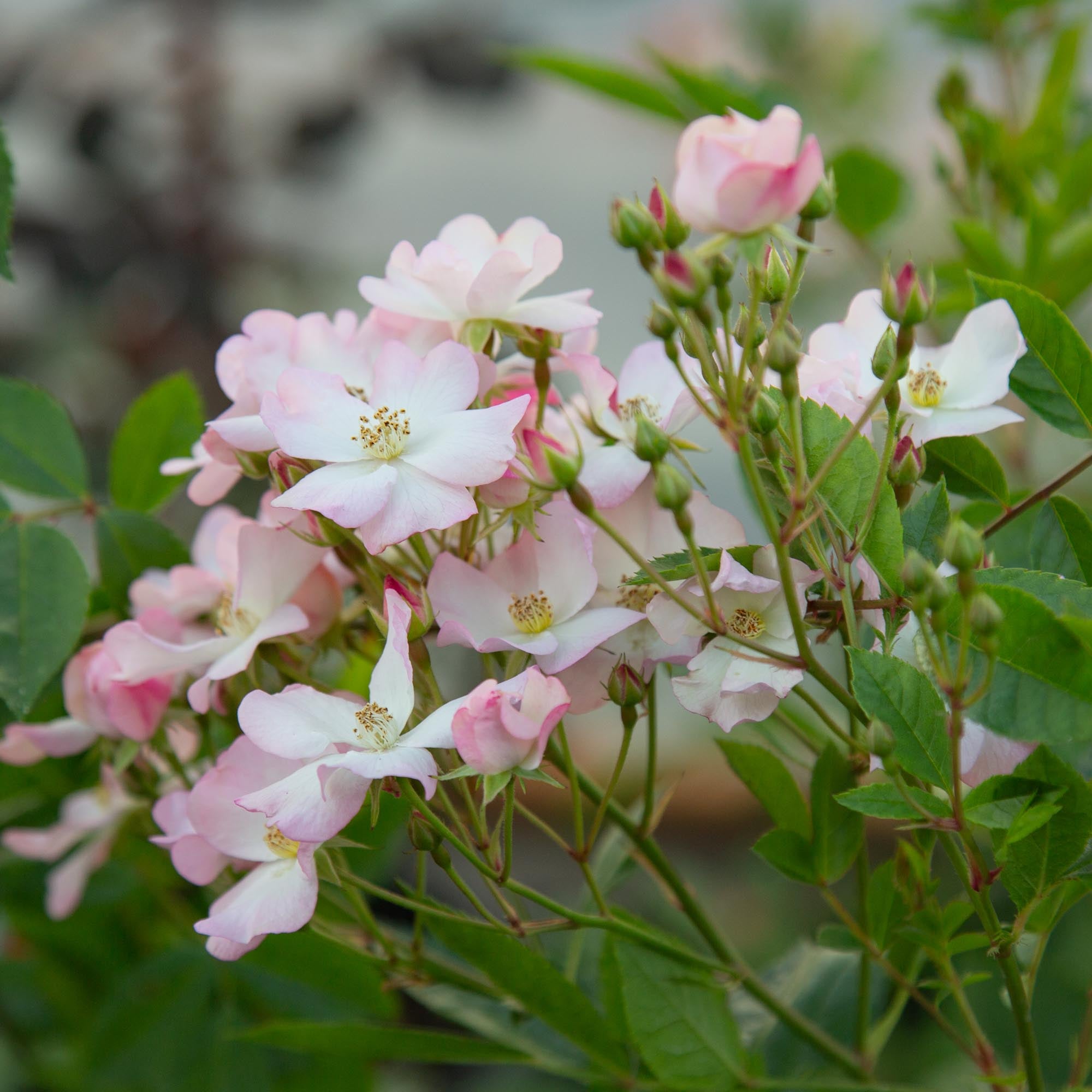 Blushing Dogwood™