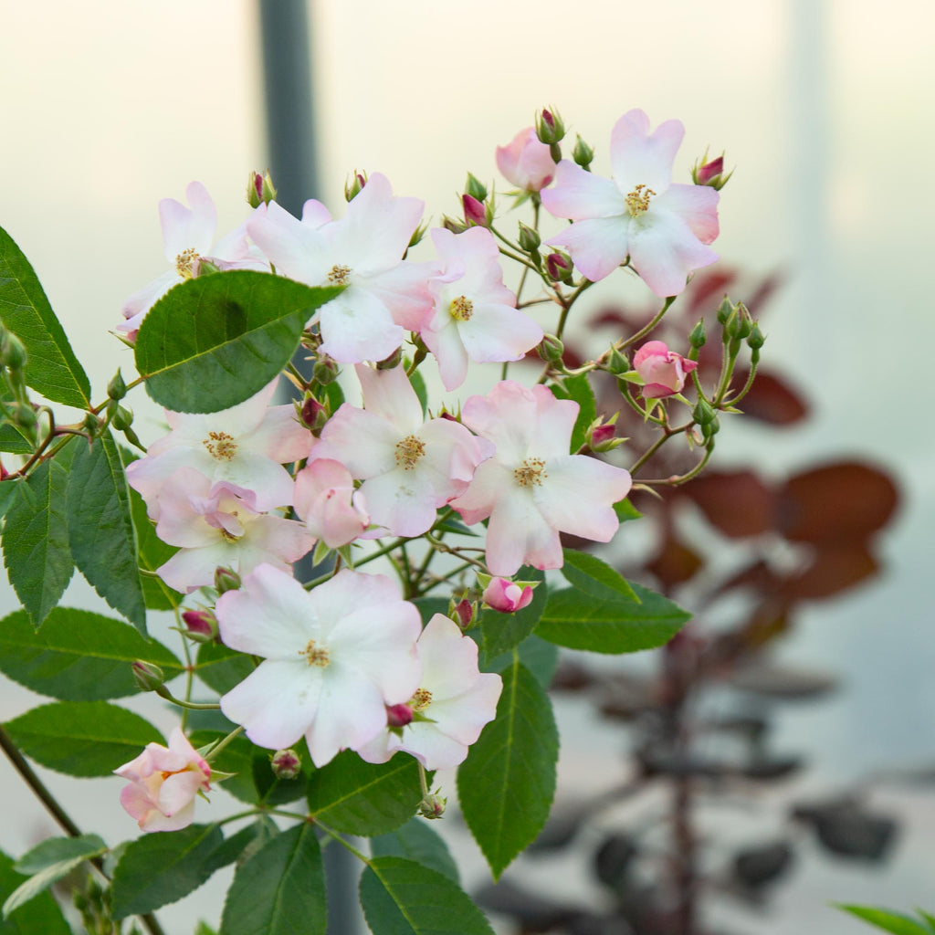 Blushing Dogwood™