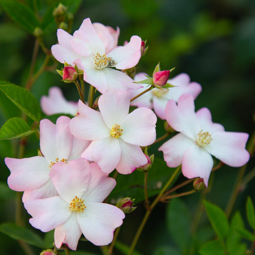 Blushing Dogwood™