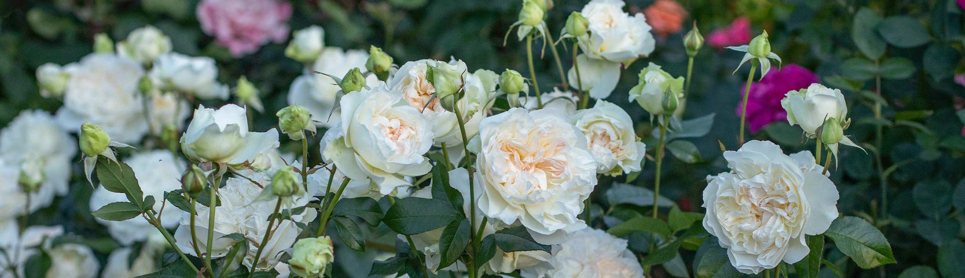 All Roses – Heirloom Roses