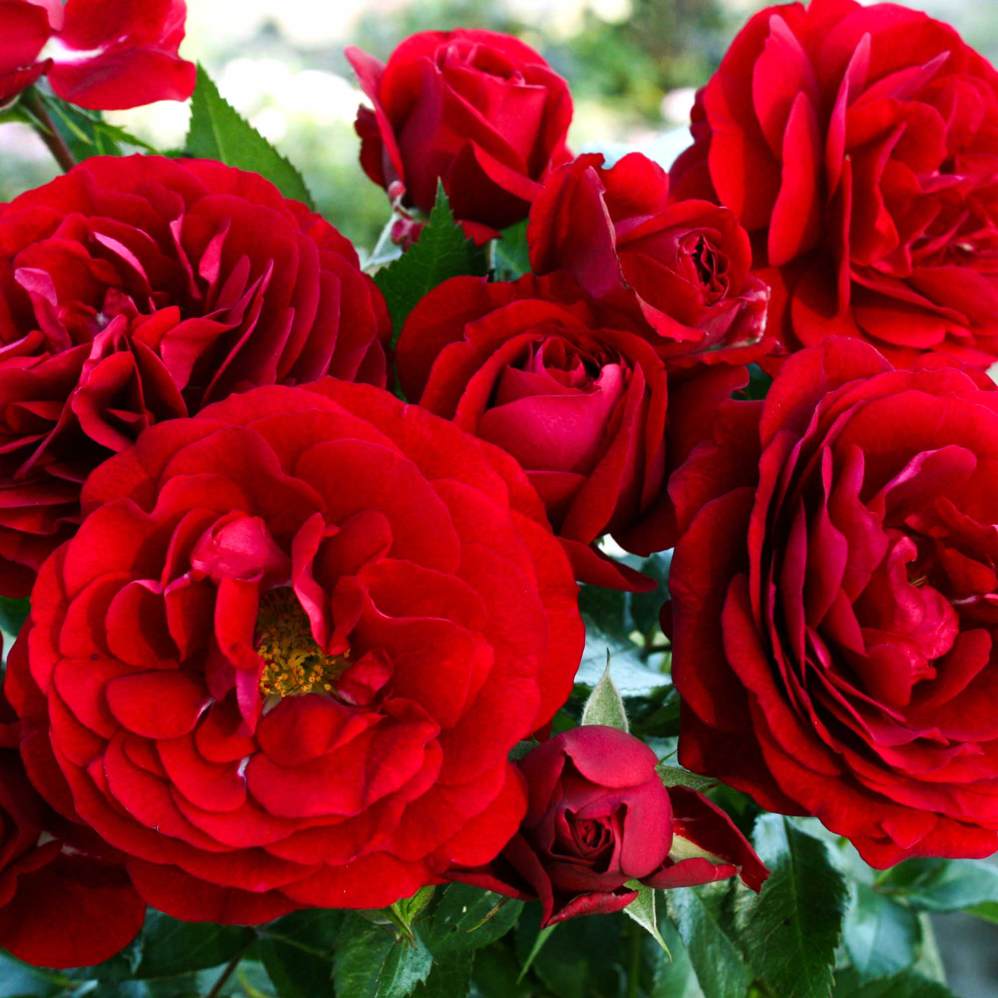 Citiscape Bordeaux Floribunda Rose | Red Rose Plant – Heirloom