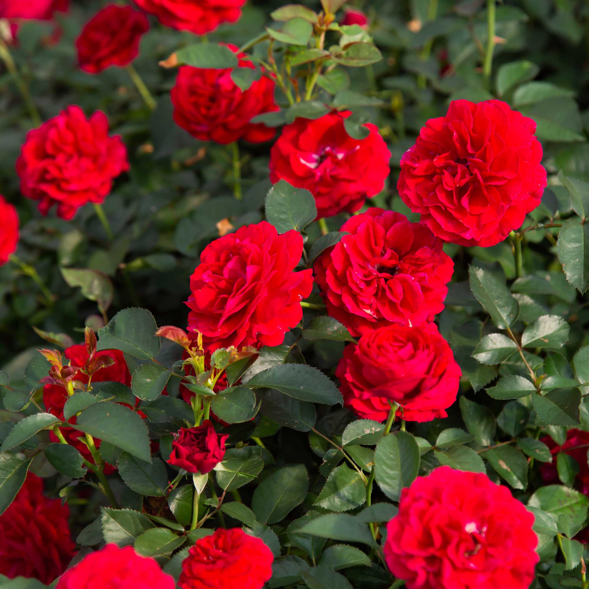 Citiscape Bordeaux Floribunda Rose | Red Rose Plant – Heirloom