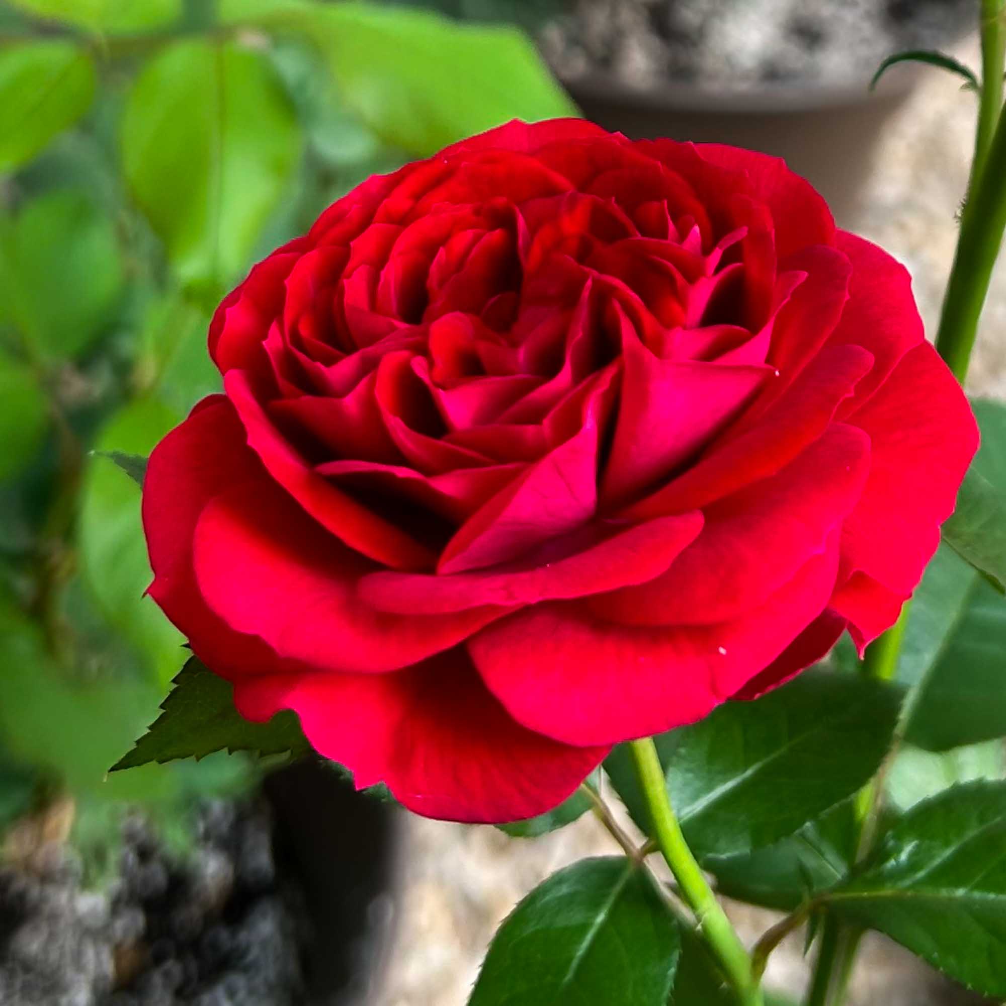 Citiscape Bordeaux Floribunda Rose | Red Rose Plant – Heirloom