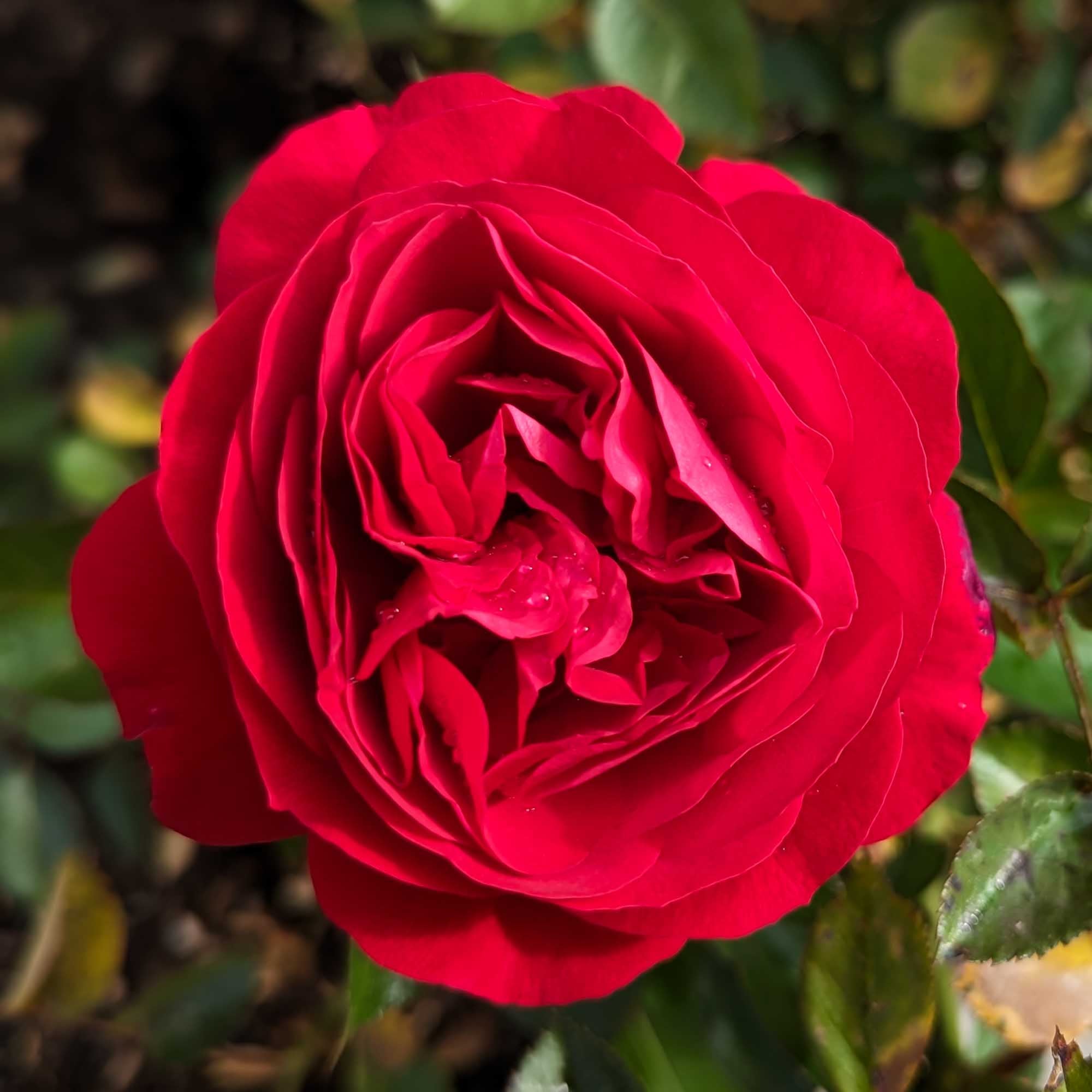 Citiscape Bordeaux Floribunda Rose | Red Rose Plant – Heirloom