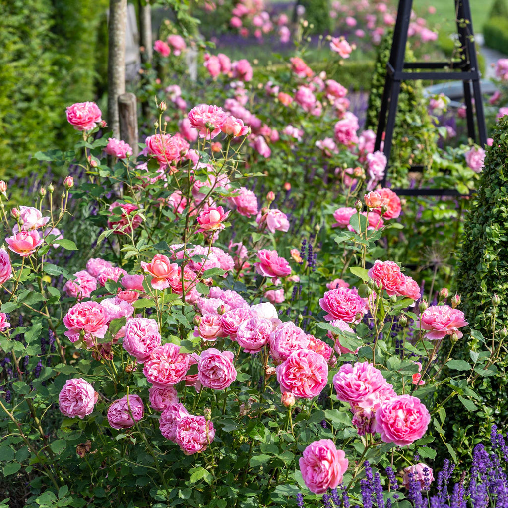 Boscobel®