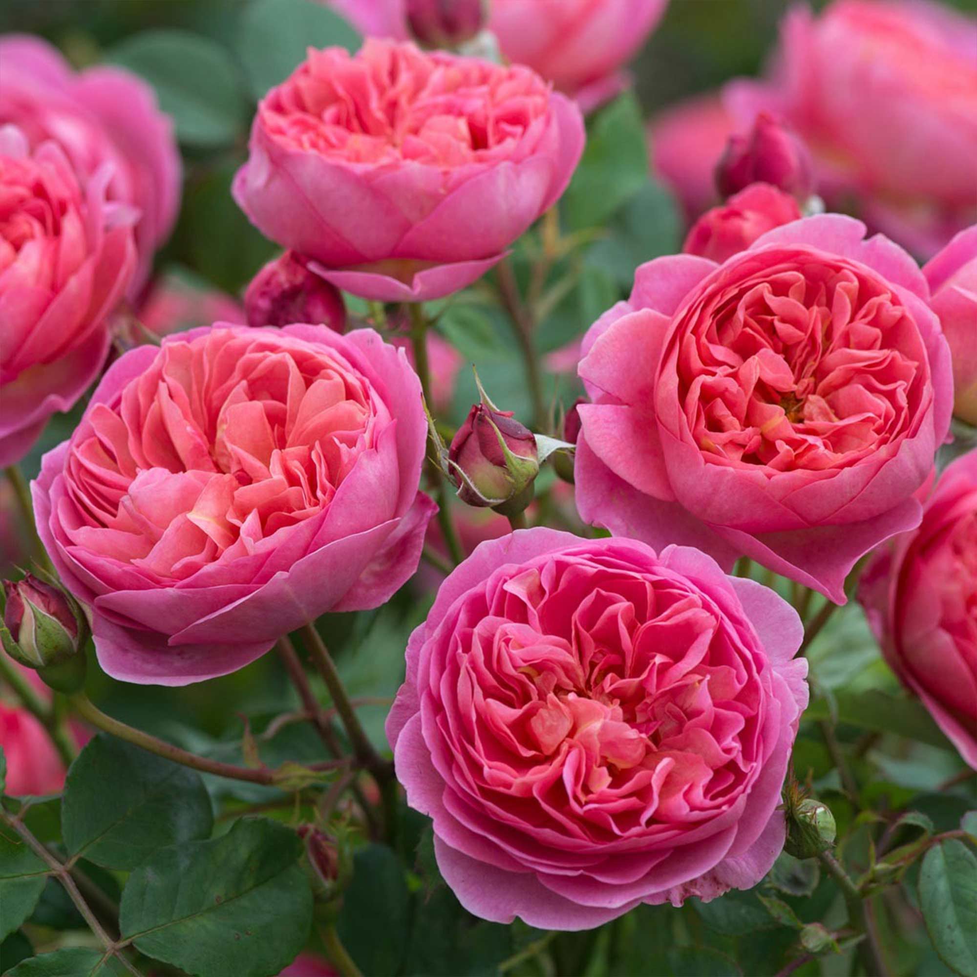 Lemon Drift Groundcover Rose | Yellow Rose Plant – Heirloom